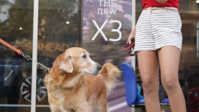 BMW Pets Drive Pet Friendly BMW Drive